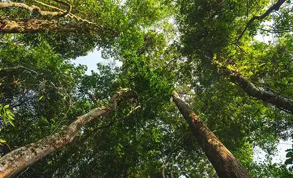 <img width="200" alt="Reasons sustainability 4" src="https://www.culligan.es/wp-content/themes/culligan-emea/img/four-reasons-module//reasons-sustainability-4.webp" /> Reasons sustainability 4