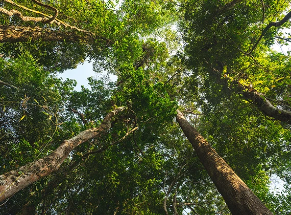 Salvaguardar el medio ambiente