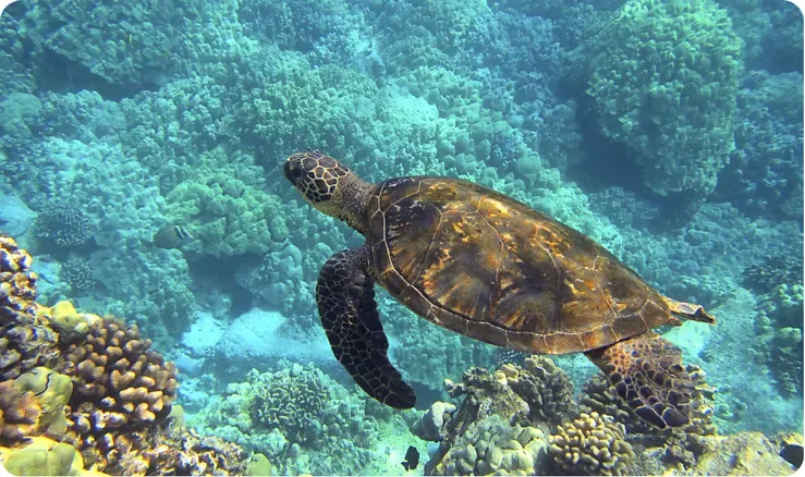 Tortuga en el océano